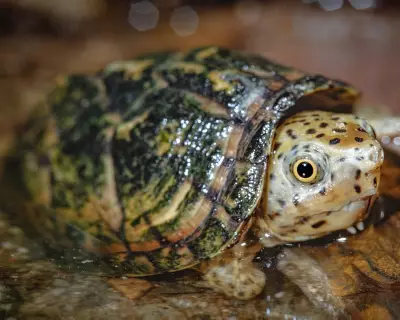 California Cracks Down on Illegal Turtle Trafficking Ring