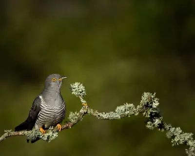 Charmed by the Unscrupulous Cuckoo at Murlough Nature Reserve