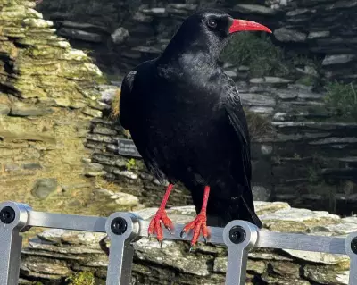 Choughs Return to Tintagel Castle, Tied to King Arthur Legend