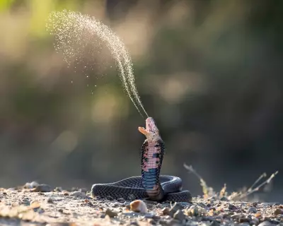 Climate Change to Increase Global Snakebite Risk, Study Warns
