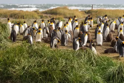 Continental King Penguin Colony Found in Chile's Useless Bay