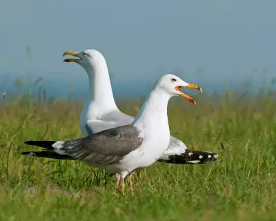 Country Diary: The Mayhem and Mystery of Inland Gulls in Frome, Somerset