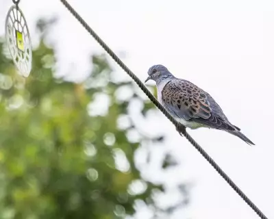 Country Diary: Turtle Dove's Purr Heard at Maxey Cut After Treacherous Flight