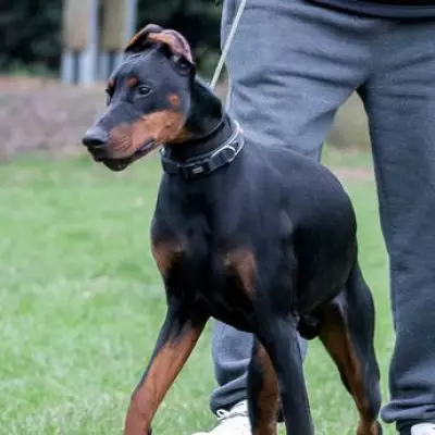 Doberman Puppy Left on Roadside After Hit-and-Run Finds Forever Home