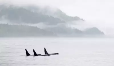 Environmental Groups Fear Orcas Could Be Casualty of Carney's Pipeline Push
