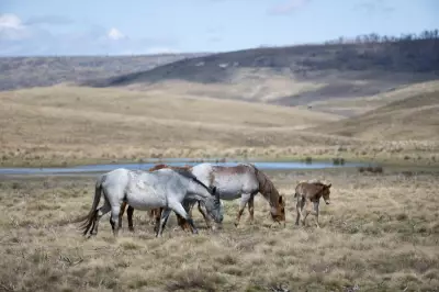 Feral Horse Numbers Surge in Kosciuszko Park After Aerial Culling Pause