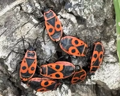 Firebugs Spread Across Southern England as Climate Warms