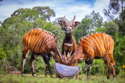 Four Male Mountain Bongos Repatriated to Kenya to Boost Genetic Diversity