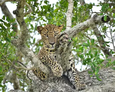 Global Wildlife Highlights: Leopard, Fox, Coyote and More in Stunning Photos