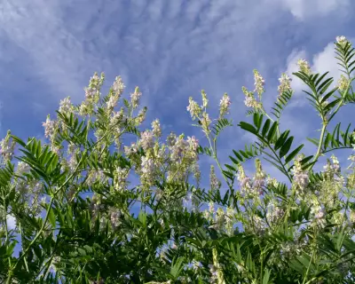 Goat's Rue: The Plant Behind Diabetes Super Drug Metformin