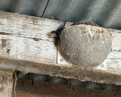 Heatwave Kills Swallow Chicks in Norfolk: A Climate Crisis Warning