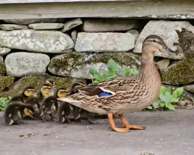 Human Shield Effect: Wildlife Thrives in Northumberland Garden