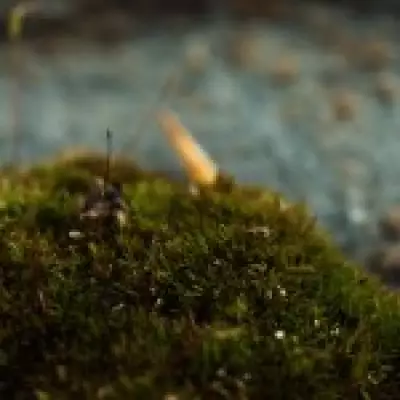 Killer Fungus Found in UK Could Help Restore Natural Habitats