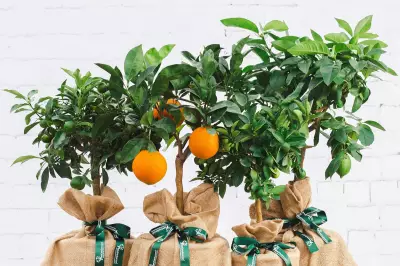 Lemon Tree Gifts: Perfect Plant Presents for Gardeners