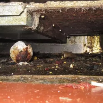 Leyton Indian Restaurant Fined £25k for Cockroach Infestation