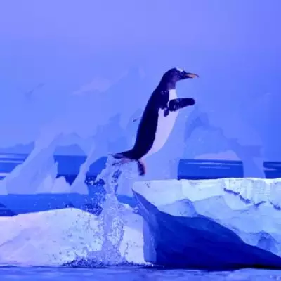 London Aquarium Penguins to Get New Habitat After Campaign Pressure