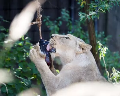 London Zoo Big Cats Beat Heat with Blood Lollies