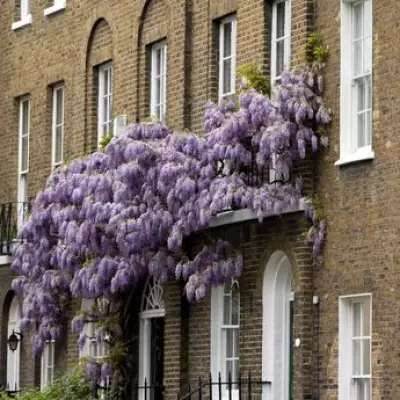 London's Wisteria Walking Route: A Spring Fairytale Stroll