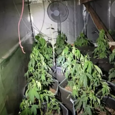 Met Police Raid Dagenham Cannabis Farm, Arrest Three