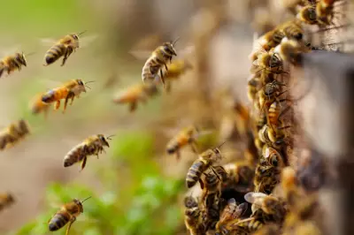 North America's Bees Start Swarm Season Unusually Early Amid Climate Crisis