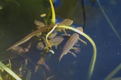 Palmate Newts Discovered in Derbyshire Pond After a Decade
