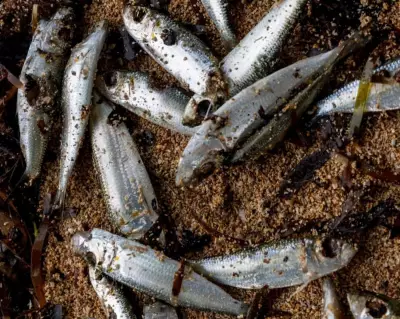 Papua New Guinea Warns Against Fishing After Mystery Marine Deaths