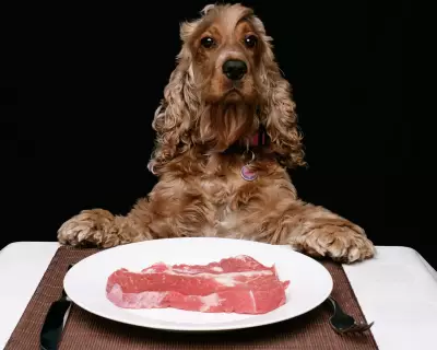 Readers Debate the Dog Obsession in Public Spaces in Britain