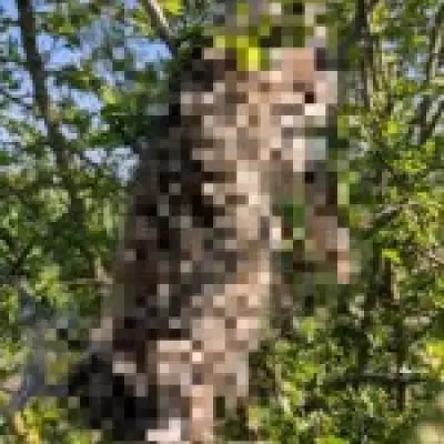 RSPCA Probes 24 Dead Rabbits Hung Near School and Football Club