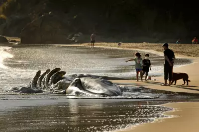 San Francisco Deploys AI to Protect Gray Whales from Ship Strikes