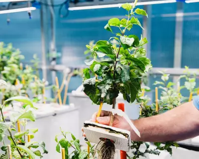 Scientists Fortify Apple Rootstocks Against Climate Crisis Impacts