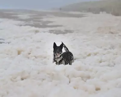 Sea Foam: Natural Phenomenon, Not Pollution, Around UK Coast