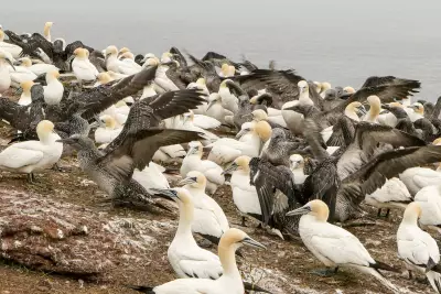 Sharp Drop in PFAS in Seabird Eggs Shows Regulation Success
