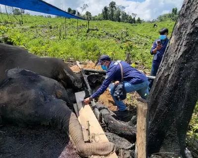 Sumatra's Elephants in Crisis: Habitat Loss Drives Critical Decline