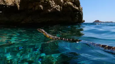 Swimming Snakes Threaten Ibiza's Endemic Wall Lizards