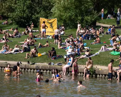 UK Ministers Demand Action After Swimmers Disturb Swans and Cygnets in Hampstead Heath