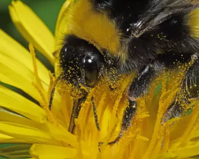 Violence, Precision, and Free Lunch: The Weird World of Pollination Explored