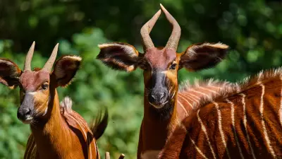 Week in Wildlife: Rare Bongos, Marmalade the Seal, and Global Wonders