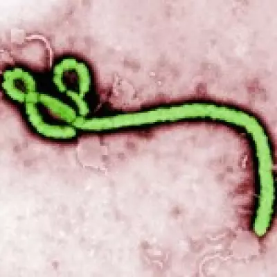 WHO Declares Global Emergency Over Rare Ebola Strain in Congo and Uganda
