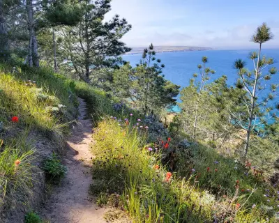 Wildfire Threatens Unique Torrey Pines on Santa Rosa Island