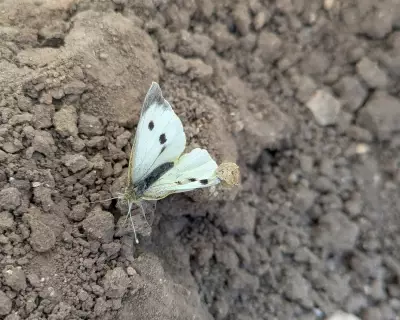 Young Country Diary: Helping a Large White Butterfly Emerge