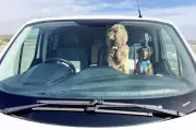 1 in 6 Dog Owners Risk Pet's Life by Leaving Them in Hot Cars