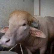 Albino Buffalo 'Donald Trump' Spared from Sacrifice in Bangladesh