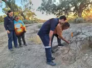 Ancient Dingo Burial Site Reveals New Bond Between Indigenous Australians and Canines