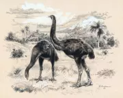 Artificial Eggshell Could Help De-Extinct Giant Moa Bird