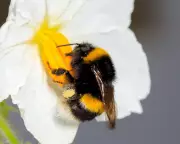 Bee Pollen Collection as Exhausting as Flight Take-Off, Study Finds