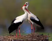 Biebrza Marshes: A Wildlife Wonderland and a Stark Reminder of UK Losses
