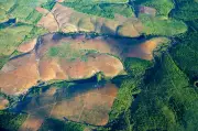 Brazil's Atlantic Forest Records Lowest Deforestation in 40 Years