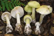 California Mushroom Poisoning Outbreak: 47 Cases, 4 Deaths Since November