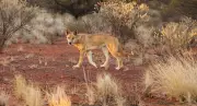 Calling Dingo Back to Country: Documentary Urges Coexistence Over Eradication
