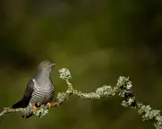 Charmed by the Unscrupulous Cuckoo at Murlough Nature Reserve